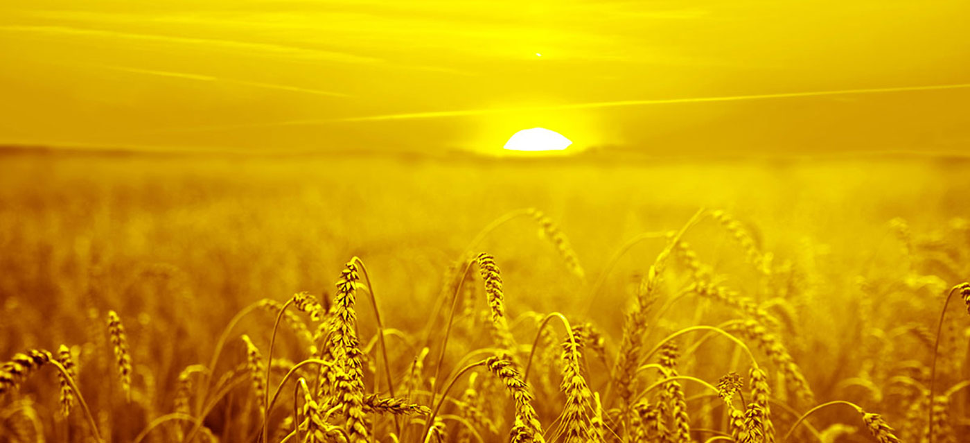 Chúng tôi thích cung cấp giải pháp màu sắc